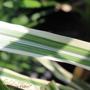 COSMOPOLITAN MAIDEN GRASS