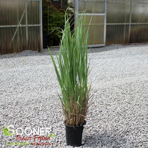 Panicum virgatum 'Dallas Blues'