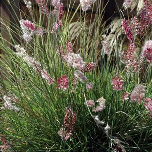 Melinis nerviglumis 'Pink Crystals'