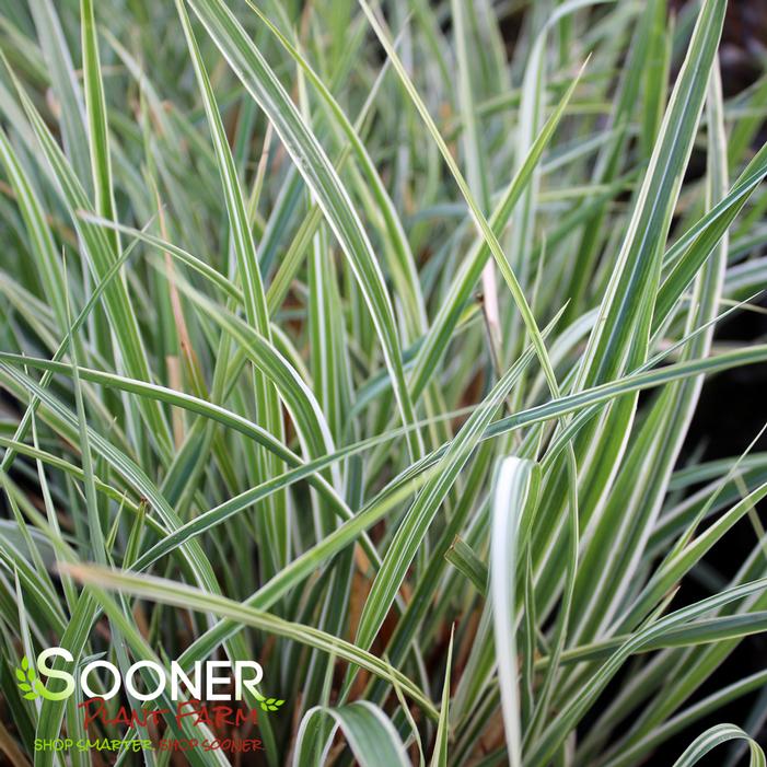 Image property of Sooner Plant Farm, Inc.