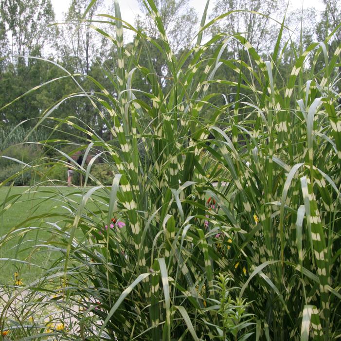 ZEBRA SUPER STRIPE MAIDEN GRASS