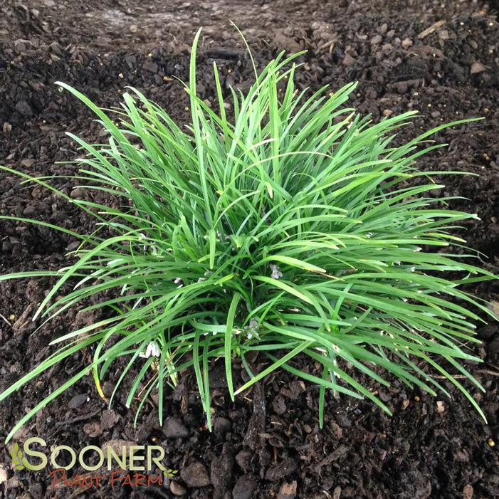 Image Property of Sooner Plant Farm