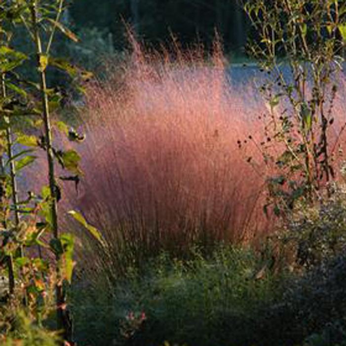 PINK FLAMINGOS MUHLY GRASS