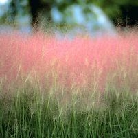 PINK FLAMINGOS MUHLY GRASS