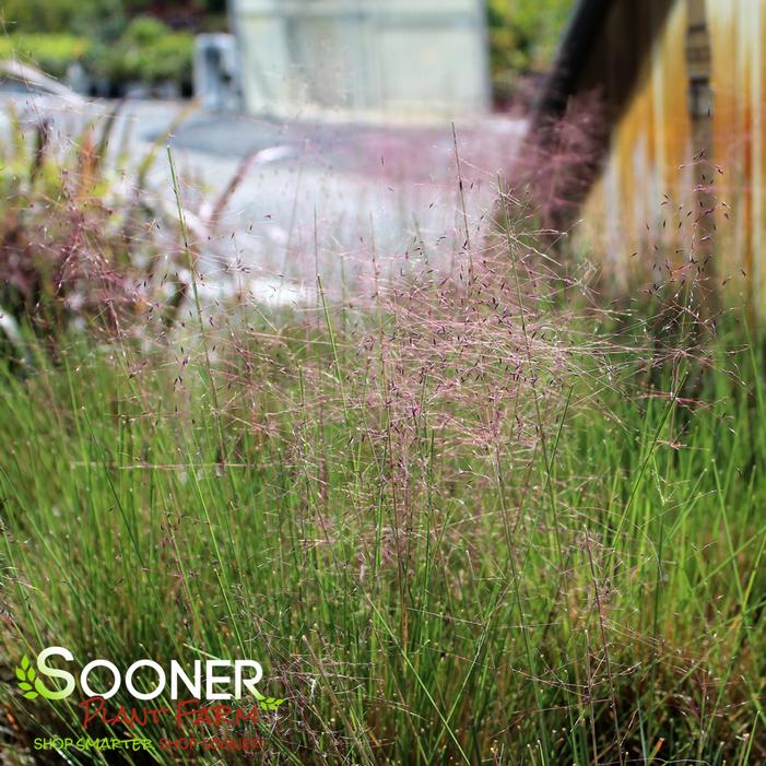 PINK MUHLY GRASS