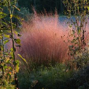 Muhlenbergia capillaris ''