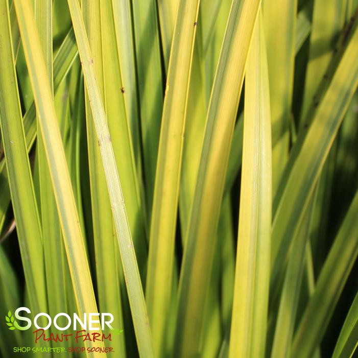 Image Property of Sooner Plant Farm, Inc.