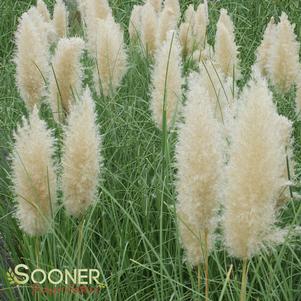 Cortaderia selloana 'Pumila'