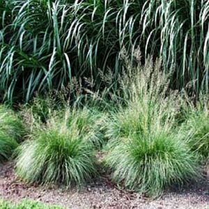 PRAIRIE DROPSEED