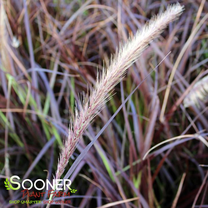 PURPLE FOUNTAIN GRASS