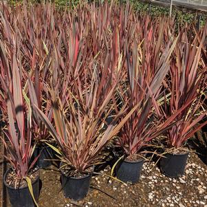 Phormium tenax 'Sundowner'