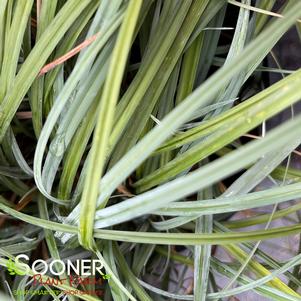 Carex flacca 'Blue Zinger'