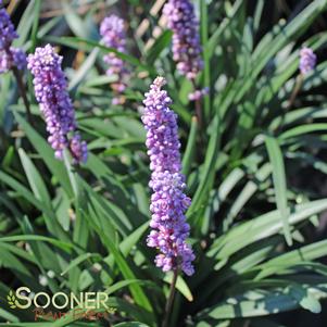 Liriope muscari 'EXC 051'