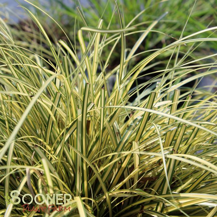 Image Property of Sooner Plant Farm, Inc.
