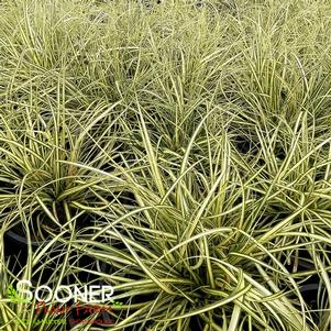 Carex hachijoensis 'Evergold'