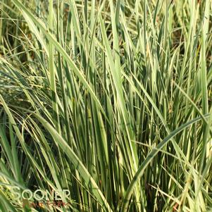 Acorus gramineus 'Variegated Sweet Flag'