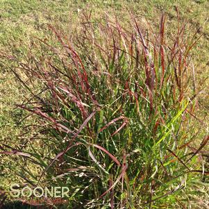 Panicum virgatum 'Shenandoah'