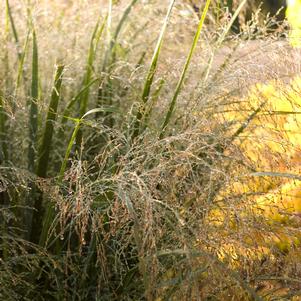 Panicum virgatum 'Northwind'