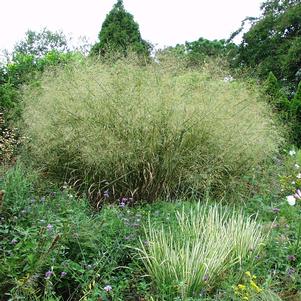 Panicum virgatum 'Cloud Nine'