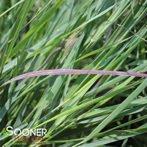 Panicum virgatum 'Cheyenne Sky'