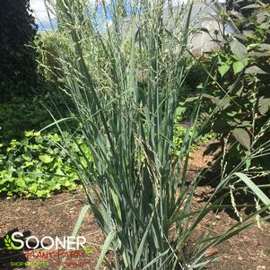 Panicum virgatum 'Totem Pole'