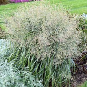 Panicum virgatum 'Niagara Falls'