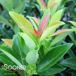 Viburnum odoratissimum 'BRANT01'