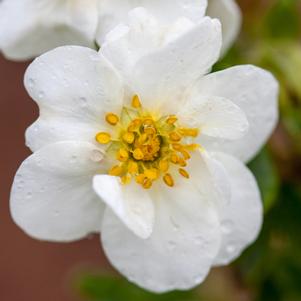 Potentilla fruticosa 'Bailbrule'