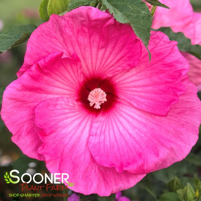 Image property of Sooner Plant Farm, Inc.