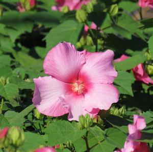 BIG HIT™ PINK HARDY HIBISCUS