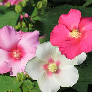 Hibiscus x 'Happa Red, Happa Pink, Happa White'