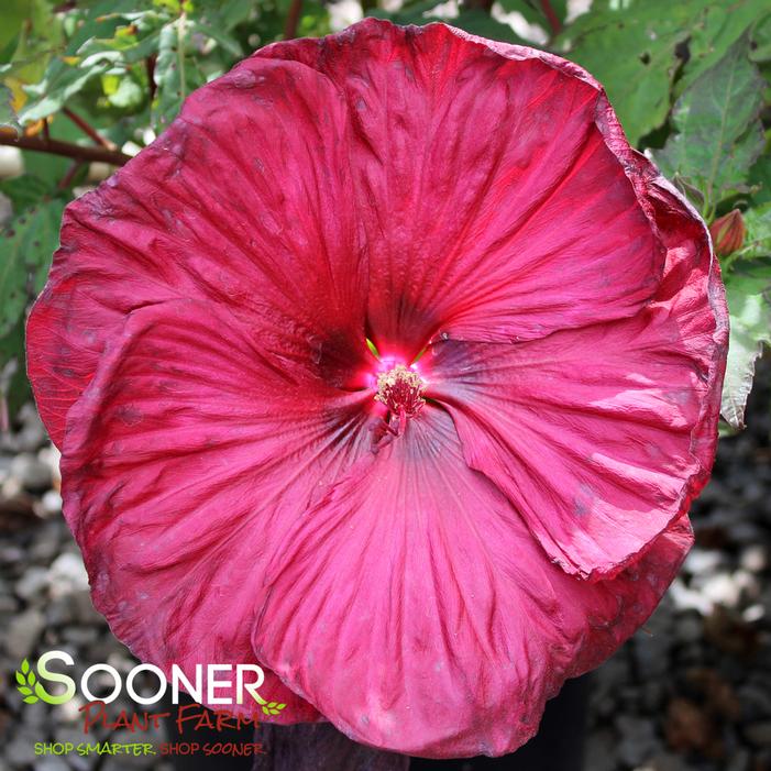 BLACKBERRY MERLOT HARDY HIBISCUS