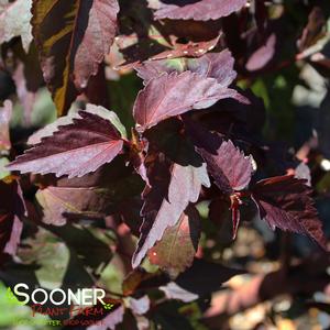 CAROUSEL® JOLLY HEART HARDY HIBISCUS