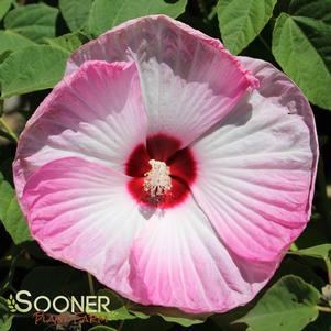 Hibiscus x 'Luna Pink Swirl'