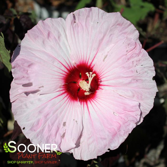 DARK MYSTERY HARDY HIBISCUS