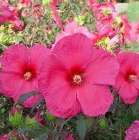 ERUPTION FLEMING™ HARDY HIBISCUS