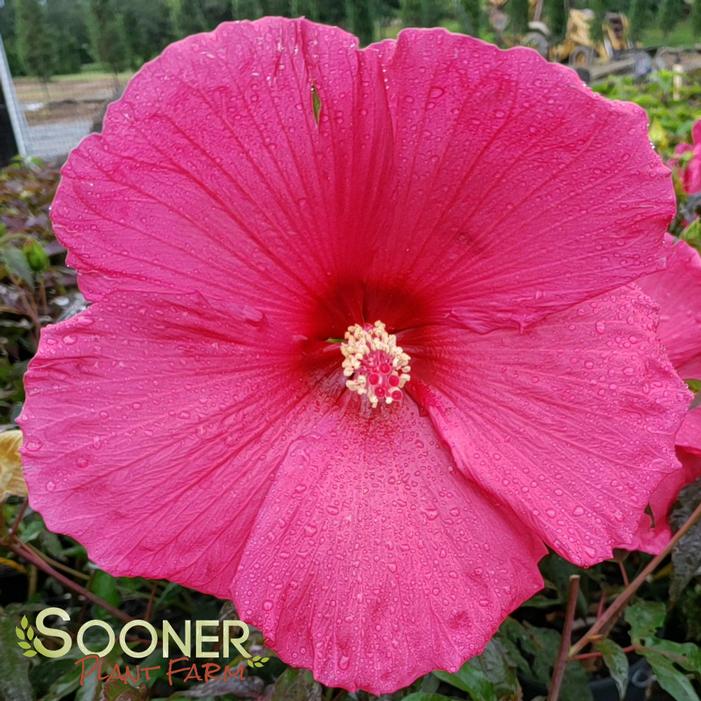 ERUPTION FLEMING HARDY HIBISCUS
