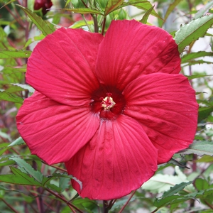 FIREBALL FLEMING™ HARDY HIBISCUS