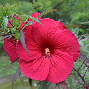 FIREBALL FLEMING™ HARDY HIBISCUS