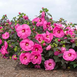 Hibiscus moscheutos 'RutHib2'