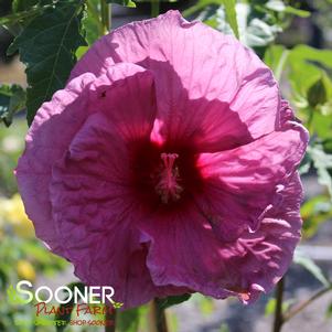 Hibiscus x 'Luna Rose'