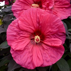 Hibiscus x 'Evening Rose'