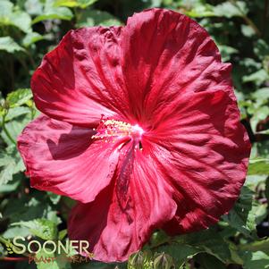 Hibiscus x moscheutos 'Robert Fleming'