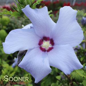 Hibiscus syriacus 'DVPazurri'