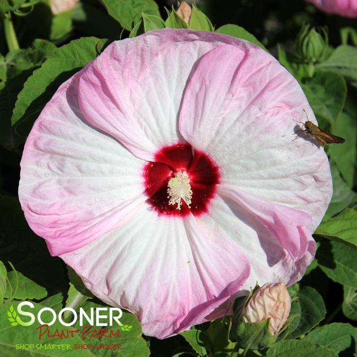 LUNA™ PINK SWIRL HARDY HIBISCUS