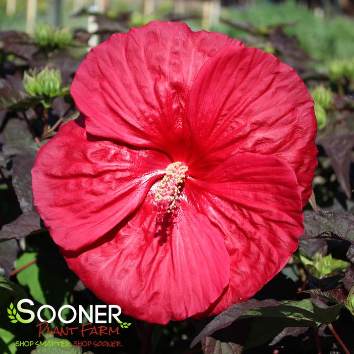 MARS MADNESS HARDY HIBISCUS