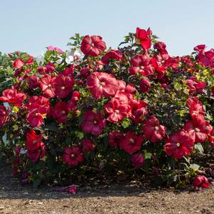 Hibiscus moscheutos 'RutHib4'