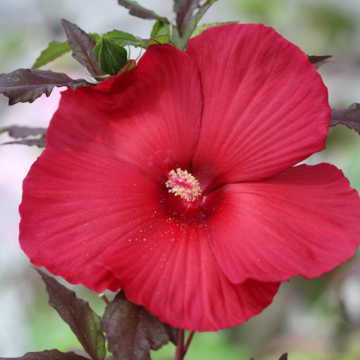 Image used with permission from Eason Horticultural Resources/Swift Greenhouse