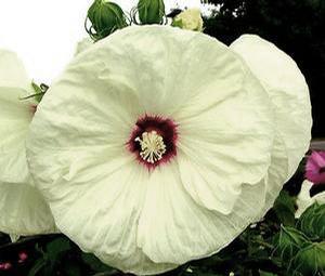 OLD YELLA FLEMING™ HARDY HIBISCUS