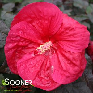 Hibiscus x 'Mars Madness'